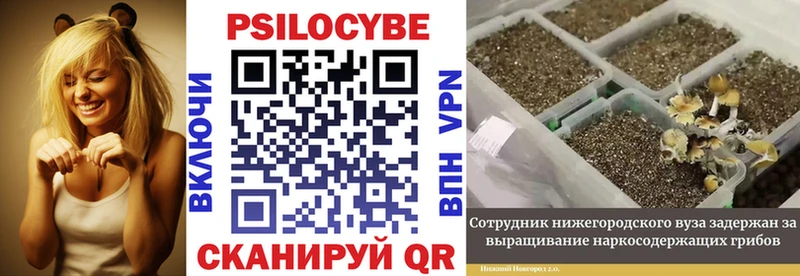 Галлюциногенные грибы MAGIC MUSHROOMS  darknet наркотические препараты  Канск 